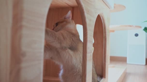 Skót Macska Brit Macska Játszik Fából Készült Ház — Stock videók