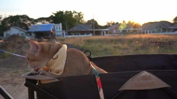 Brittisk Katt Glad Och Rolig Kundvagnen Solnedgången — Stockvideo