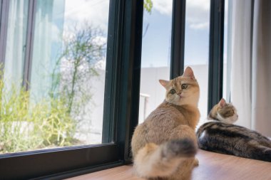 Altın rengi İngiliz kedi yavrusu ve kahverengi tekir İskoç kedisi oturma odasında oynuyor ve eğleniyor.