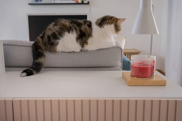 Braun Gestromte Schottische Katze Spielt Und Hat Spaß Wohnzimmer — Stockfoto