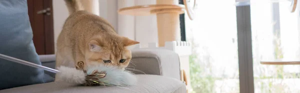 Web Banner Gold British Cat Kitten Playing Having Fun Living — Stock Photo, Image