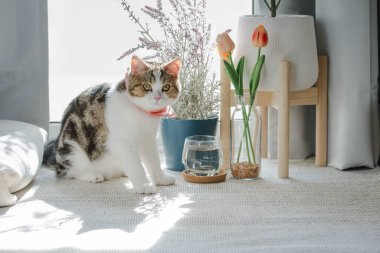 Kahverengi tekir kedisi oturma odasında oynuyor.