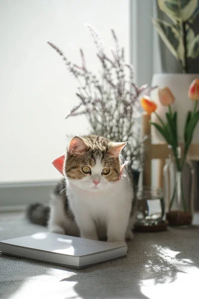 Brown Tabby Scottish Cat Play Living Room — Stock Photo, Image