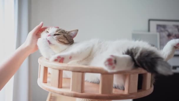 Szkocki Kot Grać Właścicielem Szczęśliwy Uczucie — Wideo stockowe