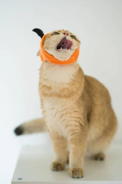 Zbliżenie Złoty Brytyjski Kot Noszenie Dyni Halloween Koncepcja — Zdjęcie stockowe