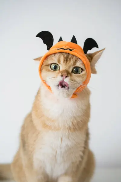 Zblízka Zlatý Britský Kočka Nošením Dýně Halloween Koncept — Stock fotografie