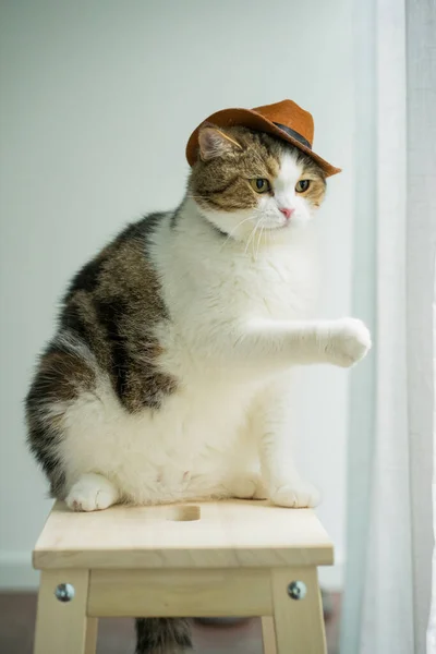 苏格兰胖胖的猫 穿着老式牛仔服装 — 图库照片