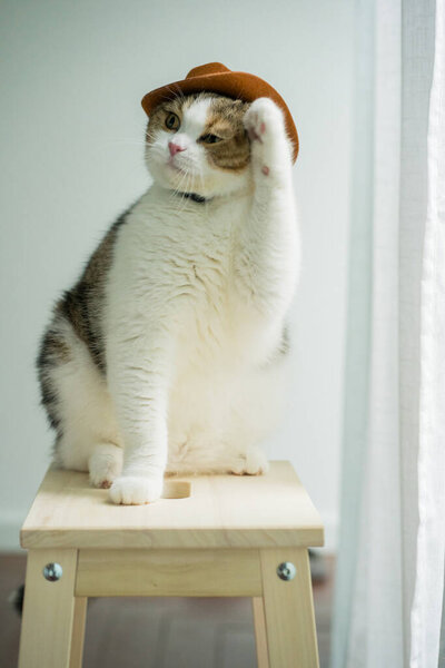 scottish tabby cat with vintage cowboy costume