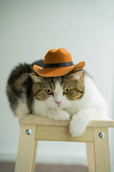 Schottisch Gestromte Katze Mit Vintage Cowboy Kostüm — Stockfoto
