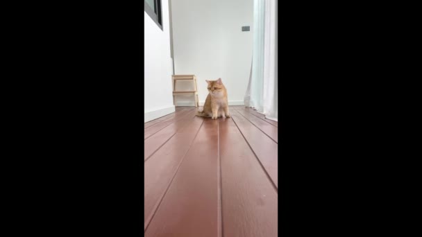 Goud Britse Kitten Kat Lopen Ontspannen Modern Huis — Stockvideo