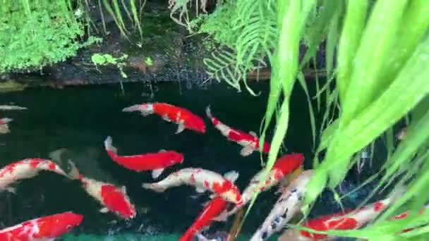 Albero Tropicale Con Pesce Carpa Pesce Koi Acqua Pulita — Video Stock