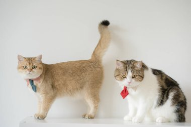 Koku ve yalama sırasında kravatlı altın rengi İngiliz ve tekir İskoç kedi kostümlü iş konsepti