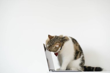 Yalama sırasında kravatlı tekir İskoç kedi kostümlü iş konsepti