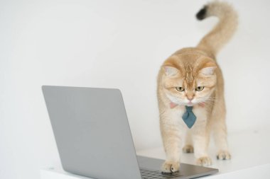Altın rengi İngiliz kedi kostümlü iş konsepti kravat ve dizüstü bilgisayar kullan