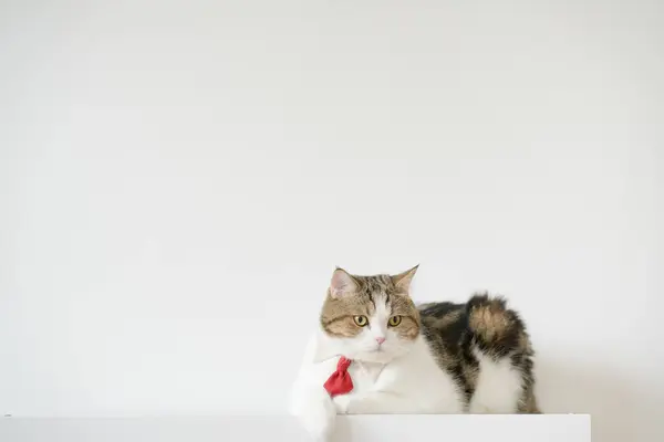 Biznes Koncepcja Tabby Szkocki Kot Kostium Krawatem Podczas Siedzieć Białym — Zdjęcie stockowe