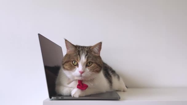Бизнес Концепция Шотландской Кошкой Носить Красный Галстук Использовать Ноутбук — стоковое видео