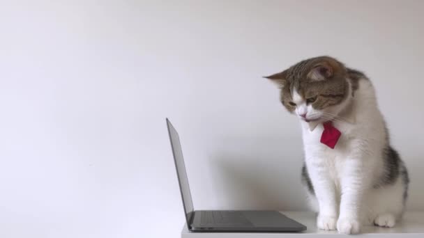 Επιχειρηματική Ιδέα Scottish Γάτα Φορούν Κόκκινο Γραβάτα Χρήση Laptop — Αρχείο Βίντεο