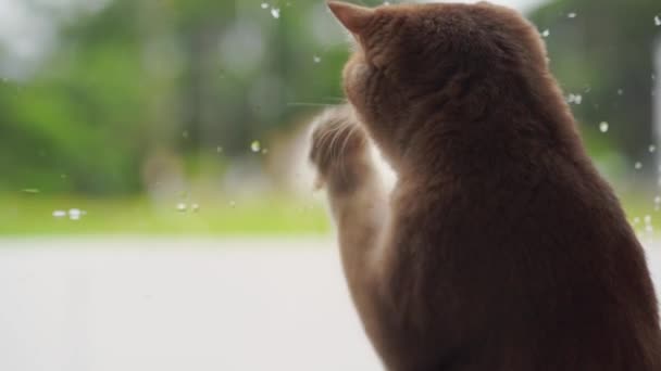 Британская Кошка Играет Окошка — стоковое видео