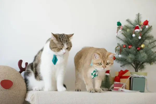 英国猫身穿绿色领带 坐在白桌上 头戴圣诞树礼品盒 背景装饰华丽 — 图库照片