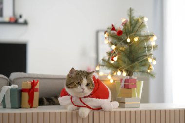 İskoç kedisi üzerinde Noel ağacı ve hediye kutusu olan Noel elbisesi giyer oturma odasında.