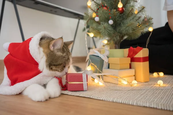 Asiatische Frau Spielt Mit Ihrer Schottischen Katze Während Derorate Weihnachten — Stockfoto
