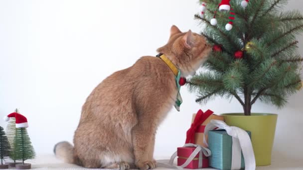 Британская Кошка Носить Зеленый Галстук Сидеть Белом Столе Елкой Подарок — стоковое видео