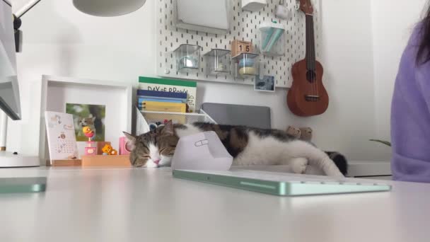 デジタルノマドコンセプト アジアのフリーランサー女性はホテルで働き 猫と遊ぶ — ストック動画