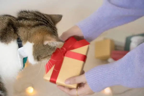hand of owner give the gift box to her scottish cat for new year festival
