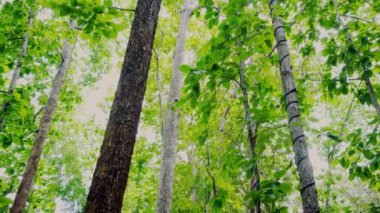 Yavaş çekim ağacı ve tropikal ormanda güneş ışığı ile doğada seyahat etmek 