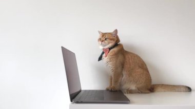 İngiliz kedisi ile iş konsepti kravat tak dizüstü bilgisayar kullan
