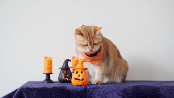 Close Gold Britische Katze Mit Kürbistuch Halloween Konzept — Stockvideo