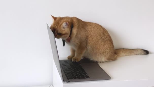 Conceito Negócio Com Britânico Gato Desgaste Gravata Usar Laptop — Vídeo de Stock