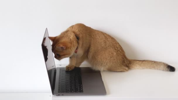 英国の猫が付いているビジネスコンセプトはネクタイの使用ラップトップを身に着けます — ストック動画