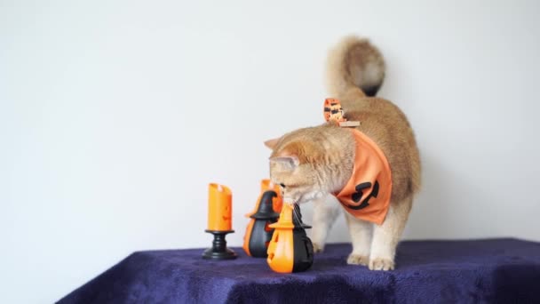 Zblízka Zlato Britská Kočka Nošením Dýňové Látky Halloween Koncept — Stock video