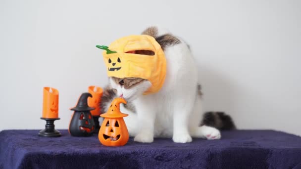 Close Tabby Schottische Katze Mit Kürbistuch Halloween Konzept — Stockvideo