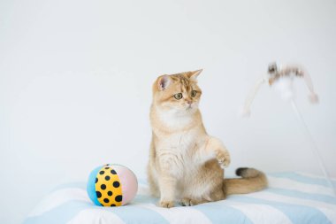 İngiliz kedisiyle uluslararası kedi günü konsepti sahibi ile top oynarken mutlu ve eğlenceli