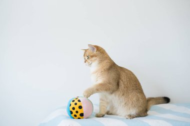 İngiliz kedisiyle uluslararası kedi günü konsepti sahibi ile top oynarken mutlu ve eğlenceli