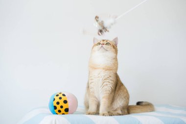 İngiliz kedisiyle uluslararası kedi günü konsepti sahibi ile top oynarken mutlu ve eğlenceli