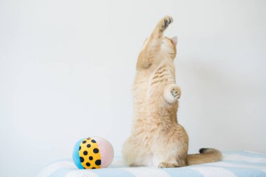 İngiliz kedisiyle uluslararası kedi günü konsepti sahibi ile top oynarken mutlu ve eğlenceli