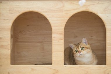 İngiliz kedisiyle uluslararası kedi günü konsepti sahibi ile top oynarken mutlu ve eğlenceli