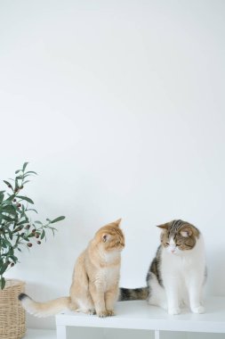 Altın rengi İngiliz kedi yavrusu ve kahverengi tekir İskoç kedisi oturma odasında oynuyor ve eğleniyor.