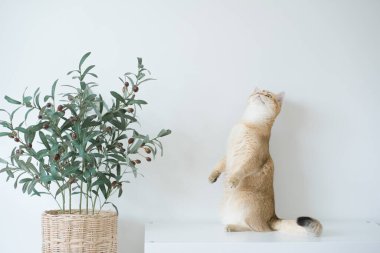 Altın rengi İngiliz kedi yavrusu oturma odasında durup eğleniyor.