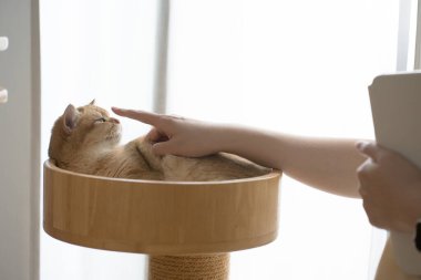 Altın kediyle kedi bakımı konsepti Sahip parmağıyla oynarken İngiliz kedisi