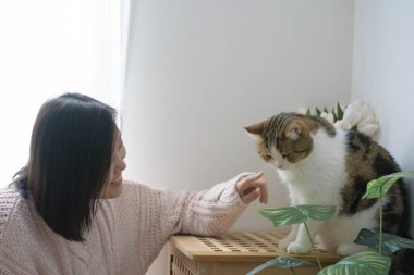 İskoç tekir kedisiyle kedi bakımı konsepti.