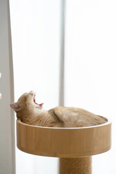 Concetto Cura Del Gatto Con Oro Gatto Britannico Durante Sonno — Foto Stock