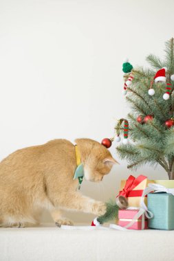 İngiliz kedisi yeşil kravat takar beyaz masaya oturur Noel ağacı hediye kutusu ve süsleme arka planıyla