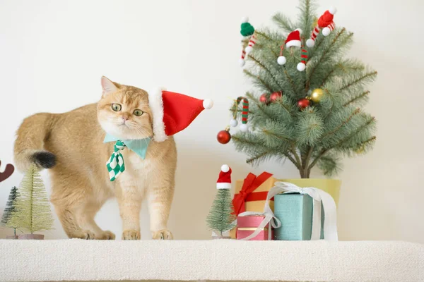 İngiliz kedisi yeşil kravat takar beyaz masaya oturur Noel ağacı hediye kutusu ve süsleme arka planıyla