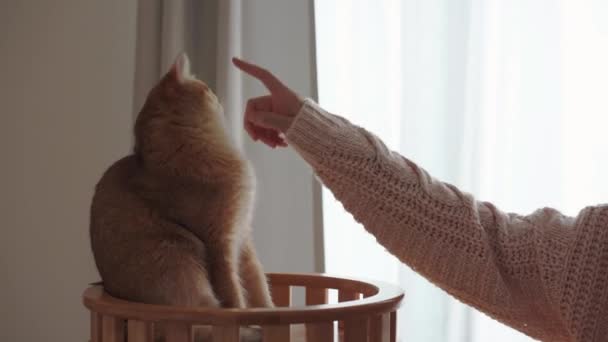Mensen Huisdier Concept Met Vrouw Hand Aanraken Haar Britse Kat — Stockvideo