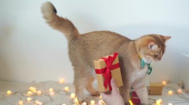 İngiliz kedisi yeşil kravat takar Noel ağacı hediye kutusu ve süsleme ile masaya oturur 