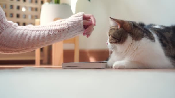 Persone Pet Concept Con Donna Mano Giocare Toccare Suo Gatto — Video Stock